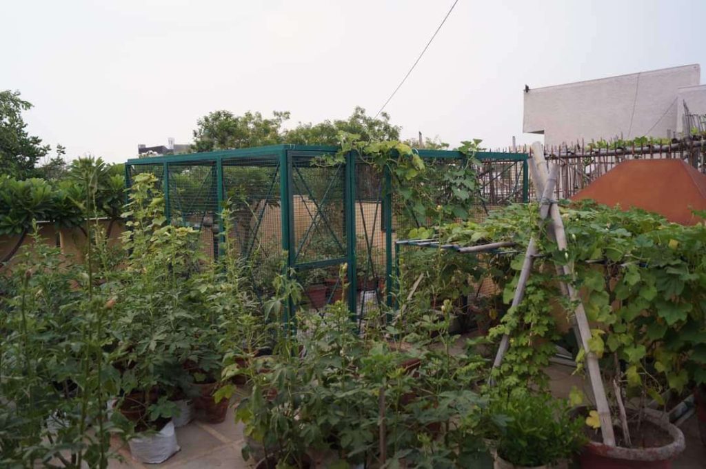 Ruchika Sharma Home Gardening