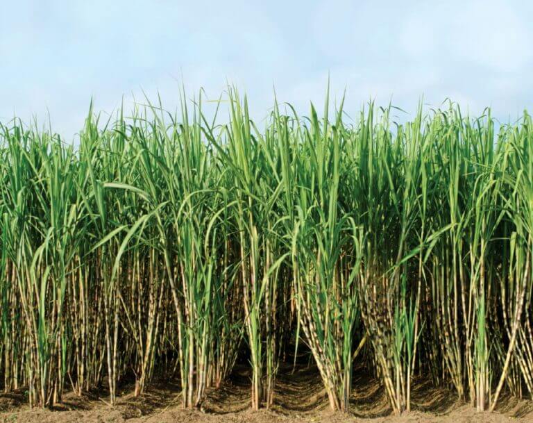 Sugercane fied