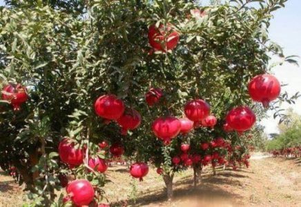 Pomegranate farming