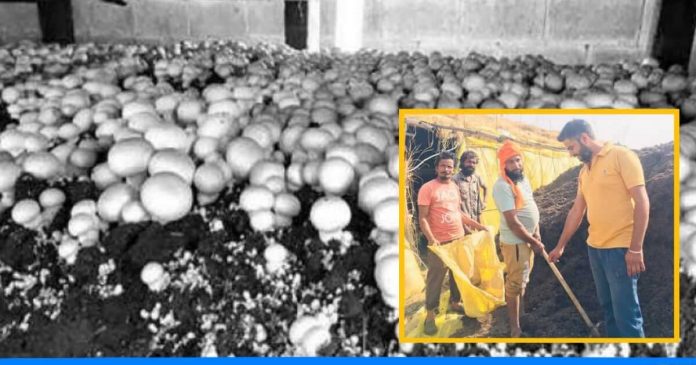 Daljeet Singh mushroom farming