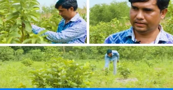 Muhammad rafik guava farming