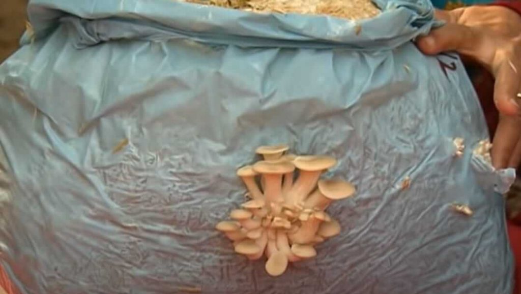 mushroom farming method