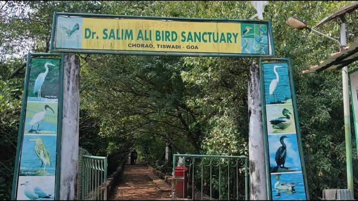  Salim Ali birds