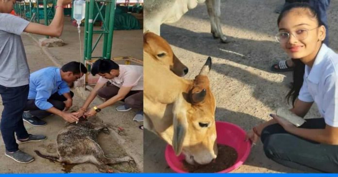 Jainam welfare save animals life