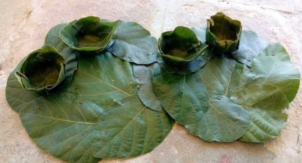 leaf plate 