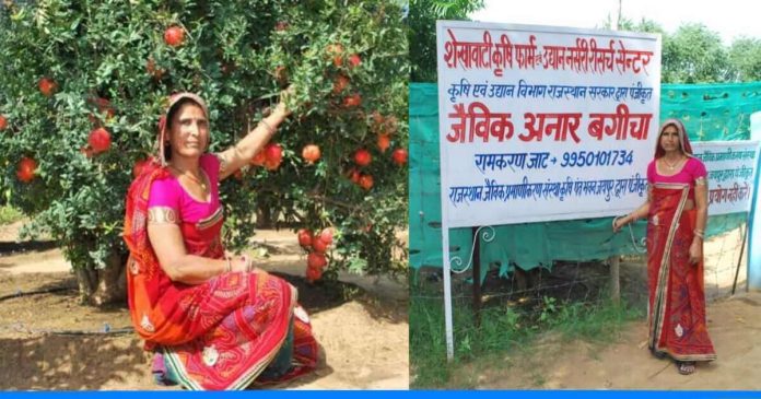 Santosh Devi Khedar pomegranate farming