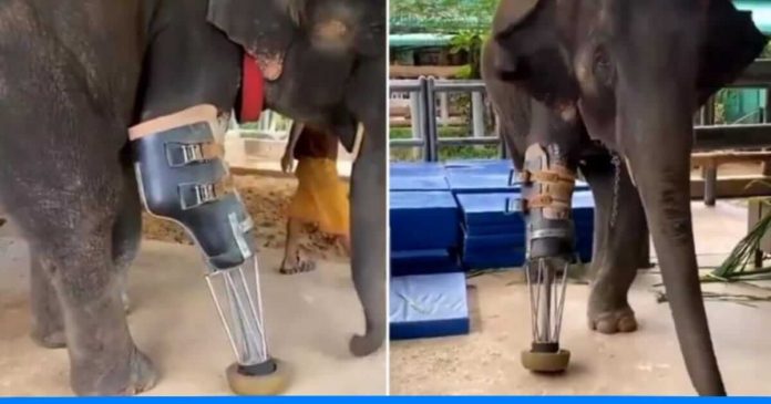 Elephant gets artificial leg