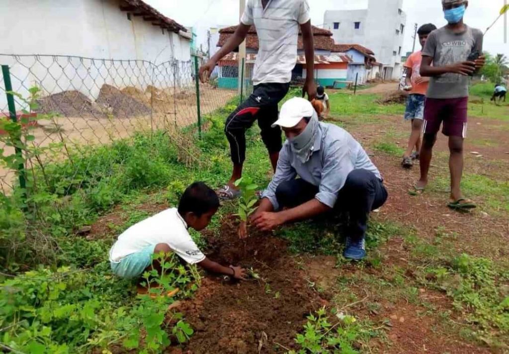 tree plantation