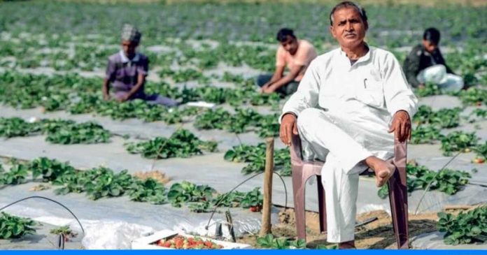 Brijkishore mehta strawberry farming