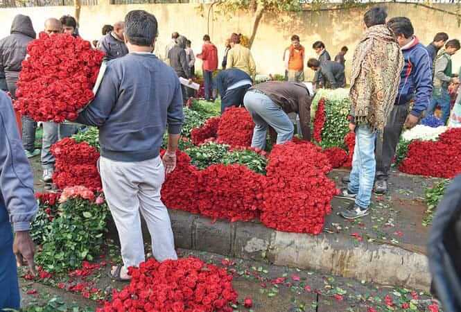 Rose farming