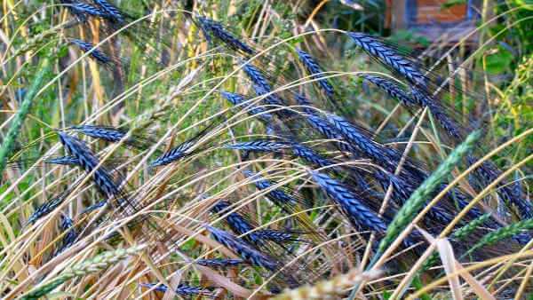  Black wheat farming