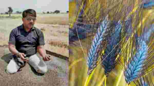 Vinod Chauhan Black wheat farming