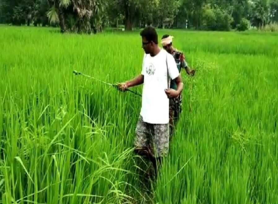 Black rice farming by  two engineers