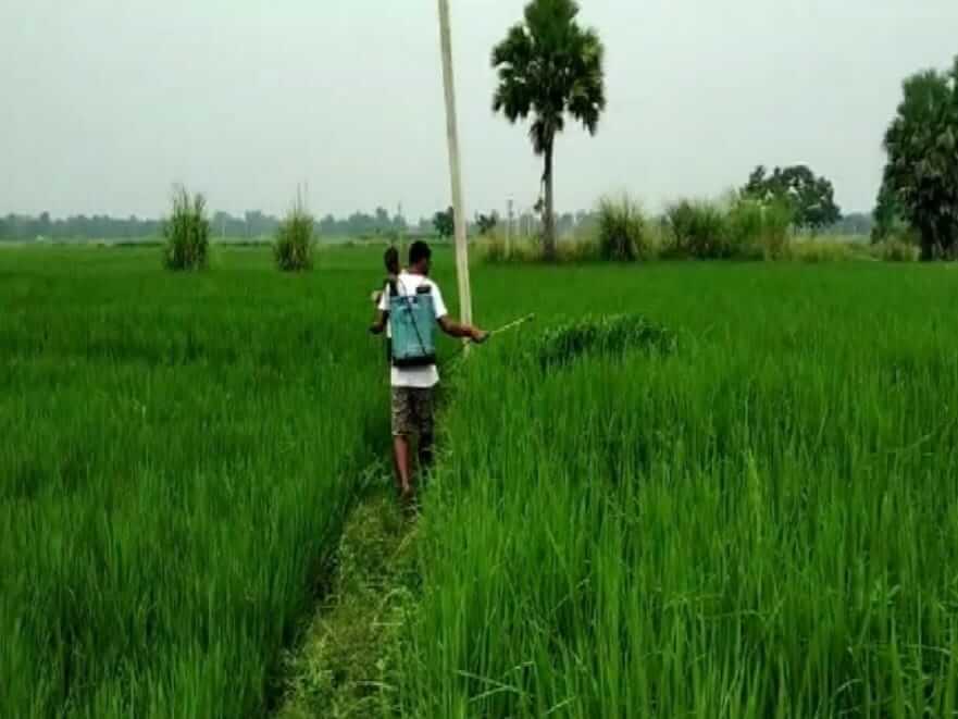 Black rice farming by  two engineers