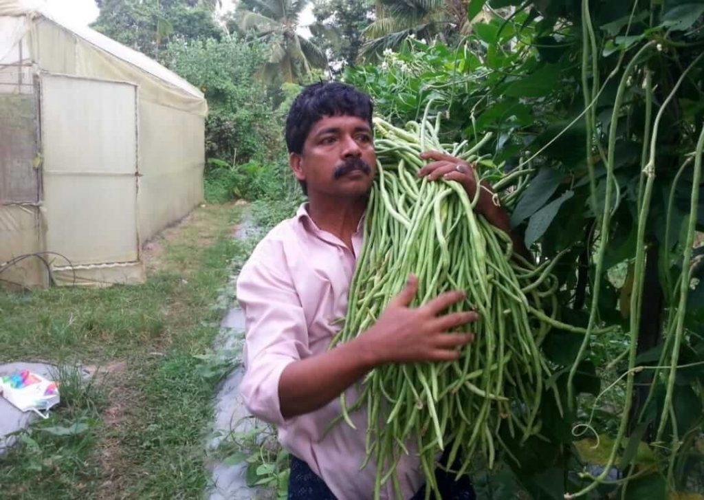 vegetable farming by nasar