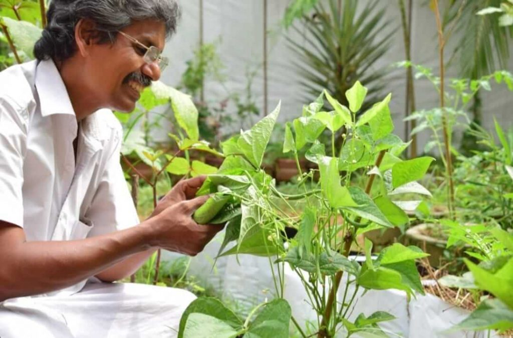 vegetable farming