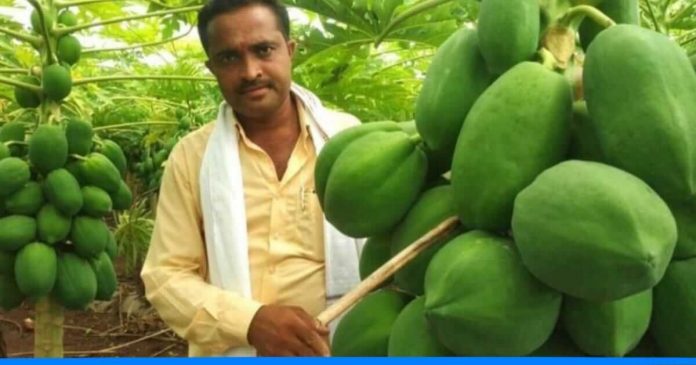 Sandeep gite papaya farming