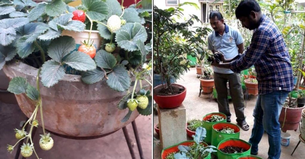 Terrace gardening by Shri Niwas 