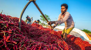 Spice farming