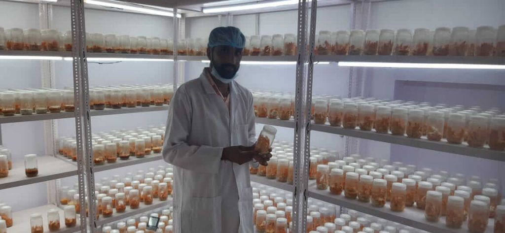 Military mushroom farming