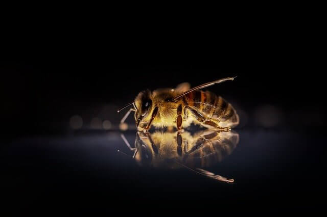  most important living creature on planet bee