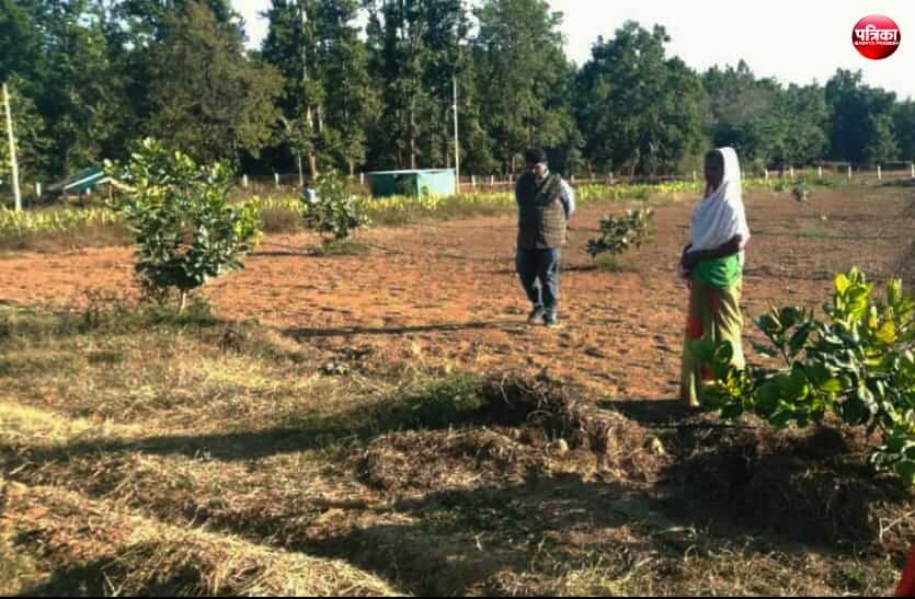 Cashew farming 