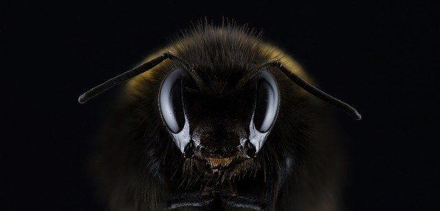  most important living creature on planet bee