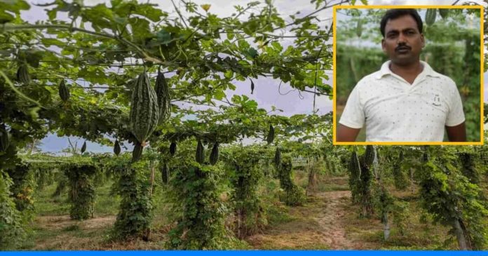 Bitter gourd farming by Jitendra Singh