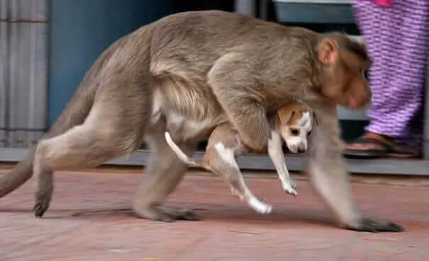 Monkey adopts puppy