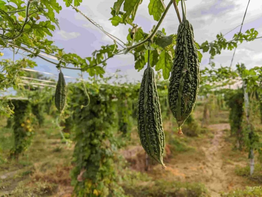 Bitter gourd farming