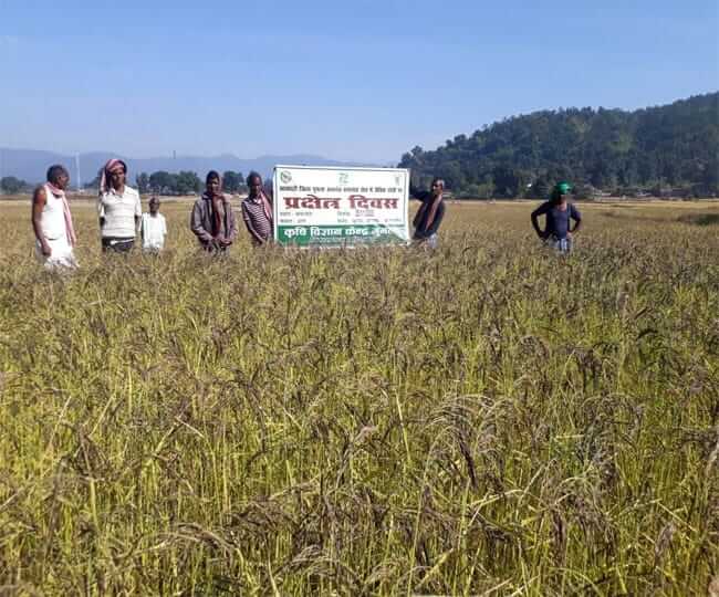 Black rice farming