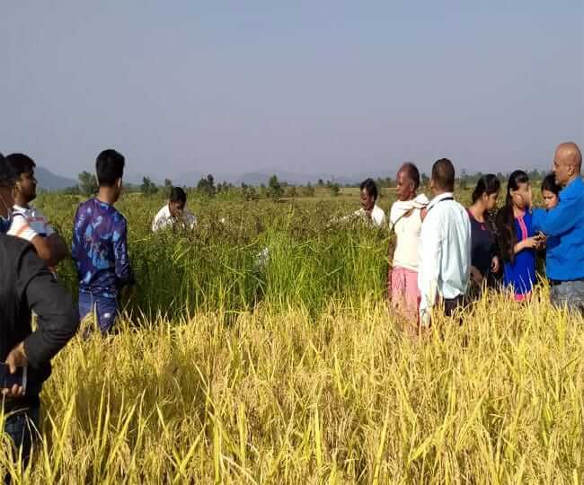 Black rice farming idea 