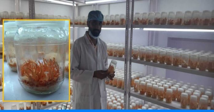 Military mushroom farming by three friends