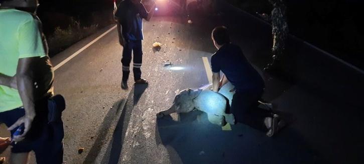  guard saves elephant baby by giving cpr