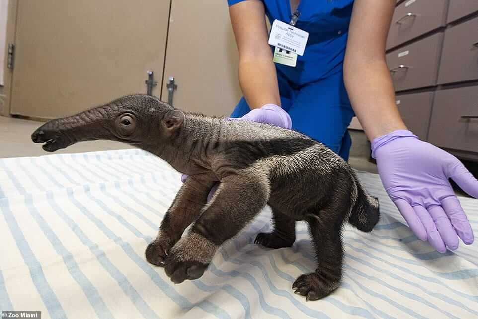  Giant anteater Ziggy survived without mom's care