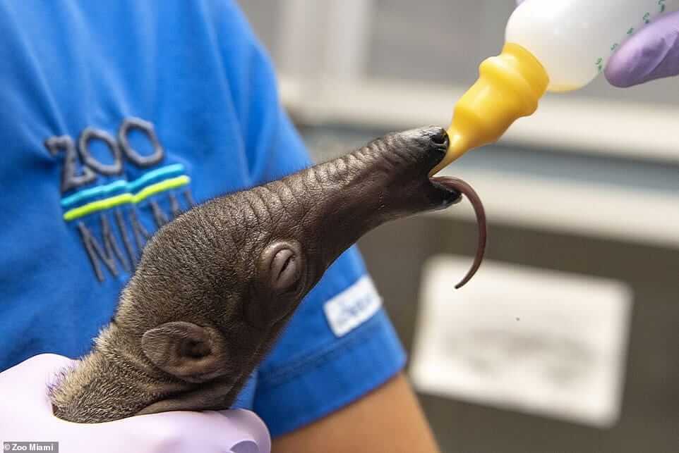  Giant anteater Ziggy survived without mom's care