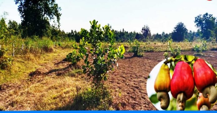 Cashew farming