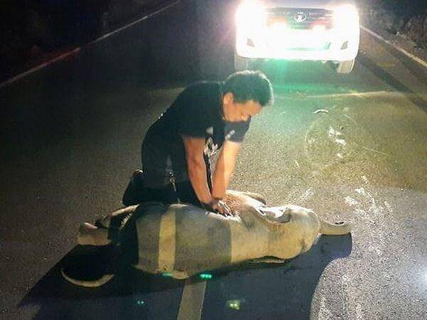  guard saves elephant baby by giving cpr