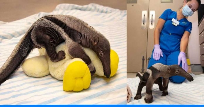 Giant anteater Ziggy survived without mom's care