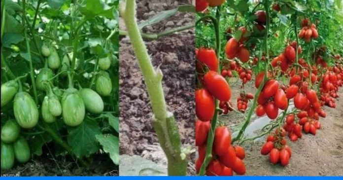 brinjal and tomato farming