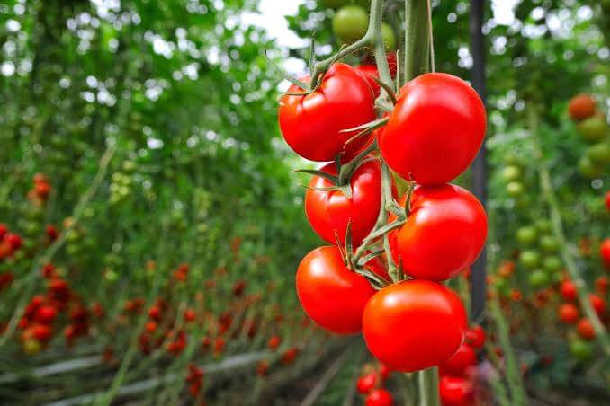  brinjal and tomato farming