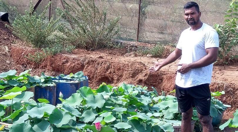 Water lily gardening