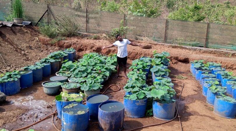 Water lily gardening 