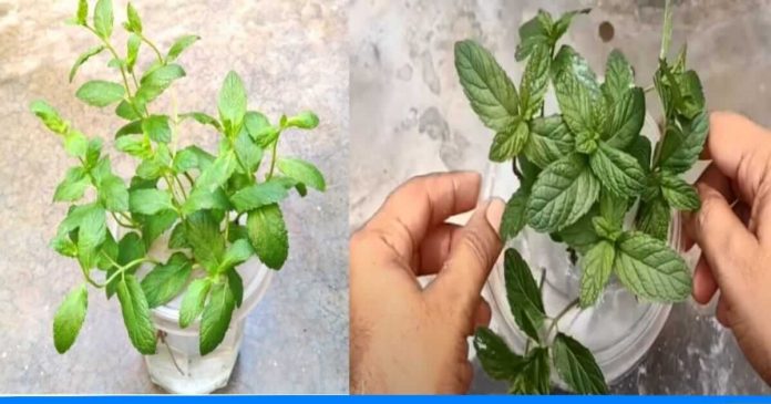 How to grow And Care Mint Plant