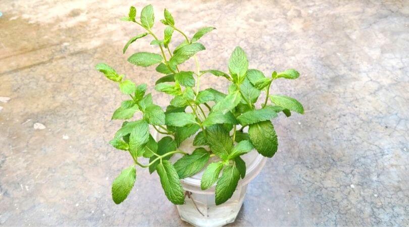  Mint plant in water