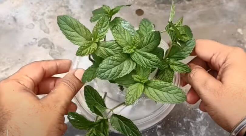  Mint plant in water