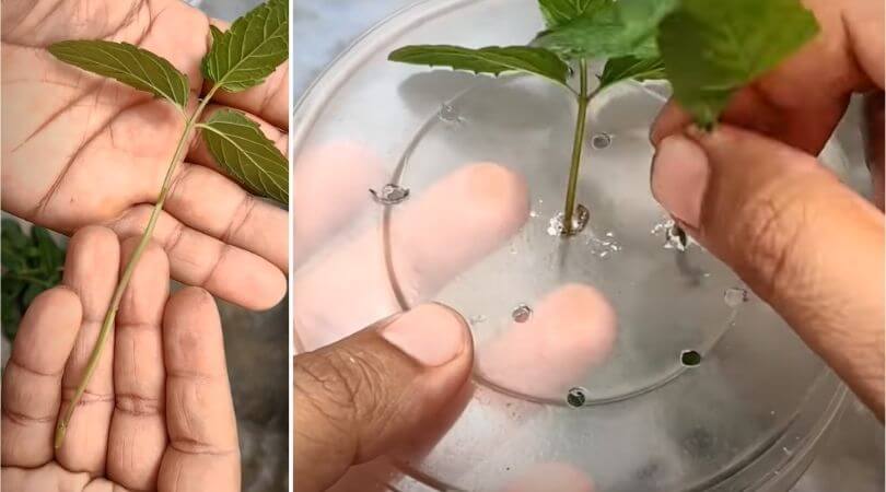  Mint farming in water