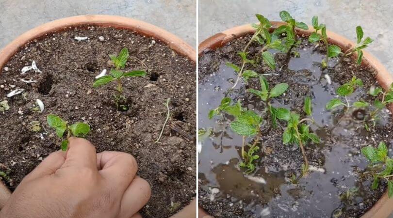 process of Mint farming