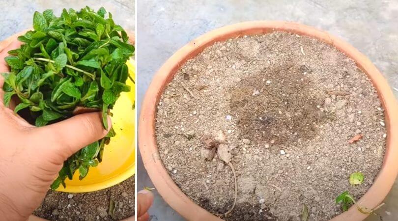 process of mint farming