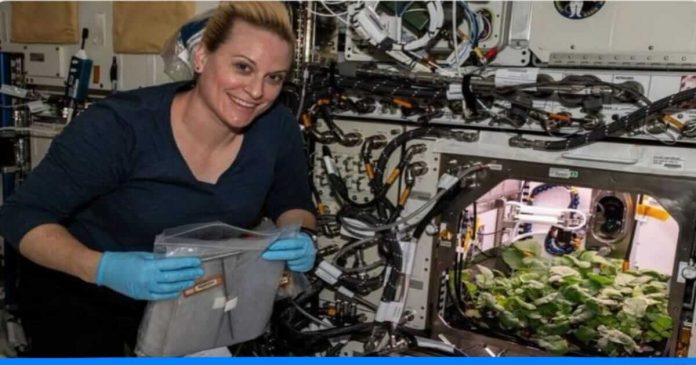 Know how radish grown in space